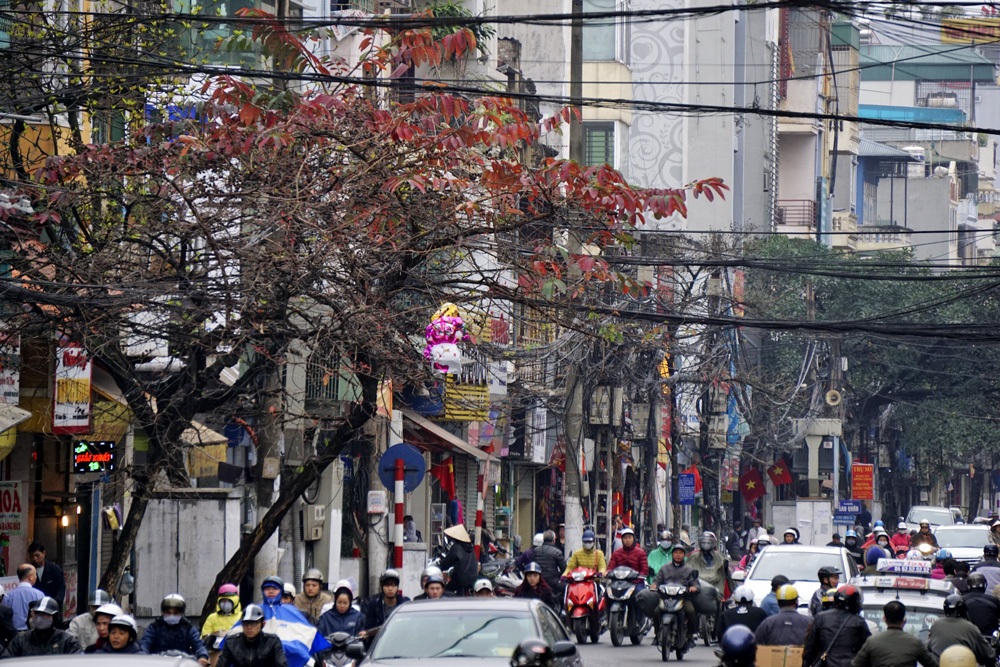 Những "mầm đỏ" trong tiết trời mưa phùn ảm đạm của Hà Nội - 13 Tán lá đỏ của một cây bằng lăng rất lạ mắt trên đường phố.