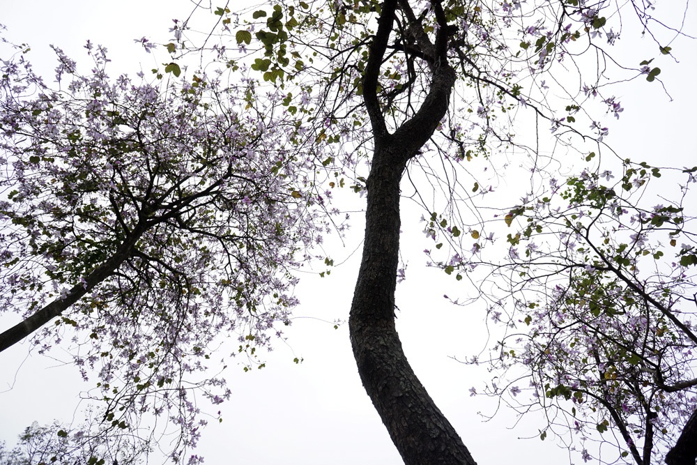 Một thoảng Tây Bắc trong lòng Hà Nội