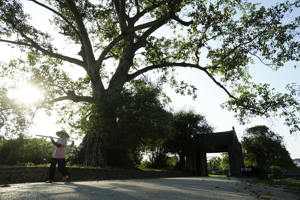 Cổng làng Đường Lâm bên cây đa hàng trăm năm tuổi.