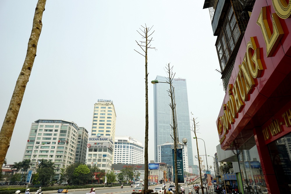 Đường Nguyễn Chí Thanh và hàng cây mới trồng.