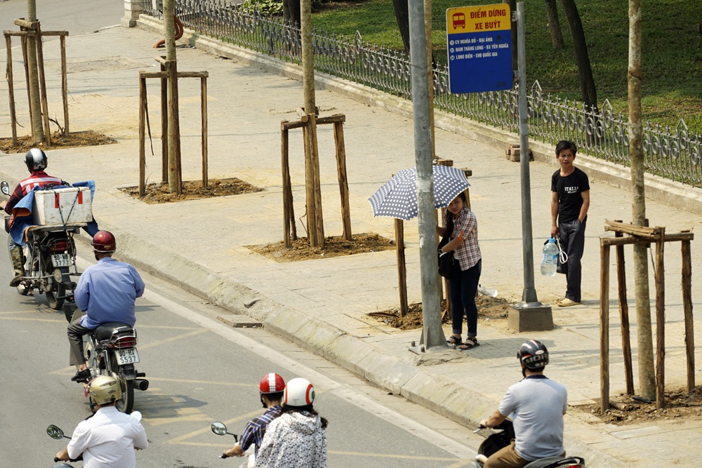 Hàng cây mới được trồng thay thế còn phải rất lâu nữa mới tỏa bóng mát giải nhiệt cho đường phố.