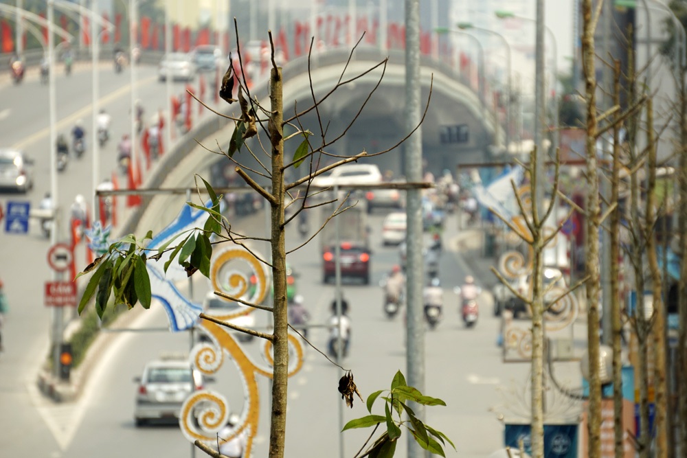 Hàng cây mới được trồng thay thế còn phải rất lâu nữa mới tỏa bóng mát giải nhiệt cho đường phố.