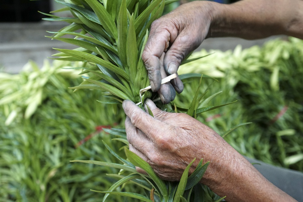 Trước khi trồng, những gốc kèn sẽ được để kho lạnh 7 độ C khoảng 2 tuần cho đến khi mọc rễ.