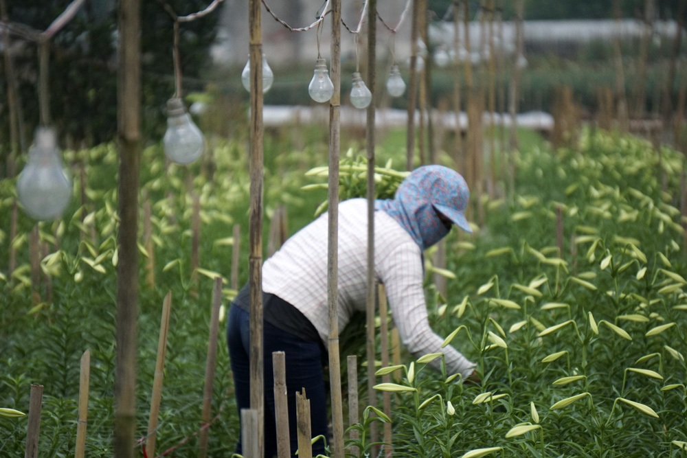 Nhọc nhằn mỗi mùa hoa loa kèn