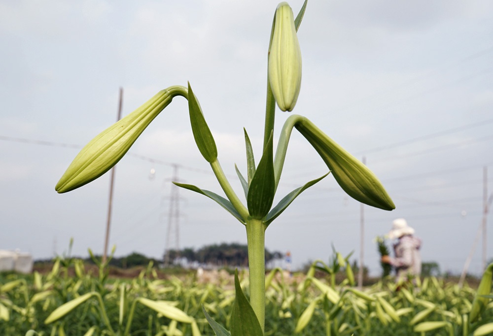 Sự khác biệt lớn giữa cây không thắp đèn và cây được thắp đèn.
