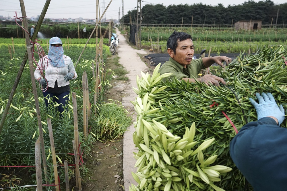 Trước khi trồng, những gốc kèn sẽ được để kho lạnh 7 độ C khoảng 2 tuần cho đến khi mọc rễ.