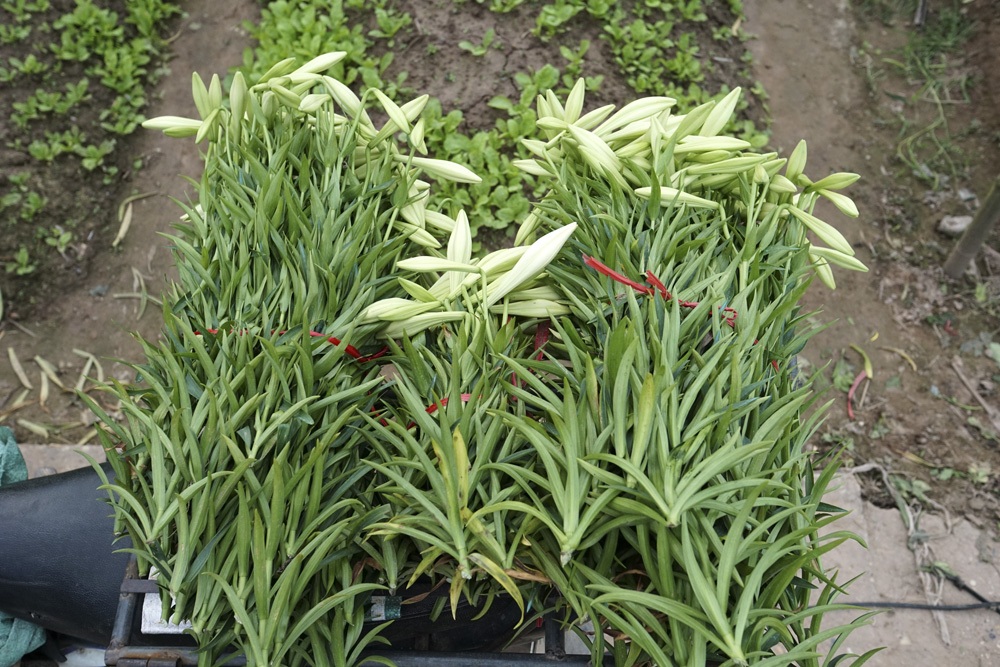 Sự khác biệt lớn giữa cây không thắp đèn và cây được thắp đèn.