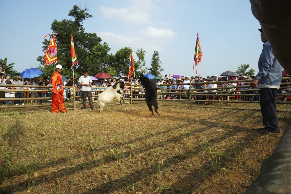 Hấp dẫn nhất là các trận đấu dê của đồng bào Mông (huyện Hoàng Su Phì, Hà Giang).