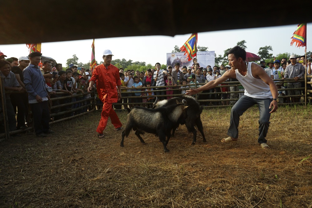 Hấp dẫn nhất là các trận đấu dê của đồng bào Mông (huyện Hoàng Su Phì, Hà Giang).