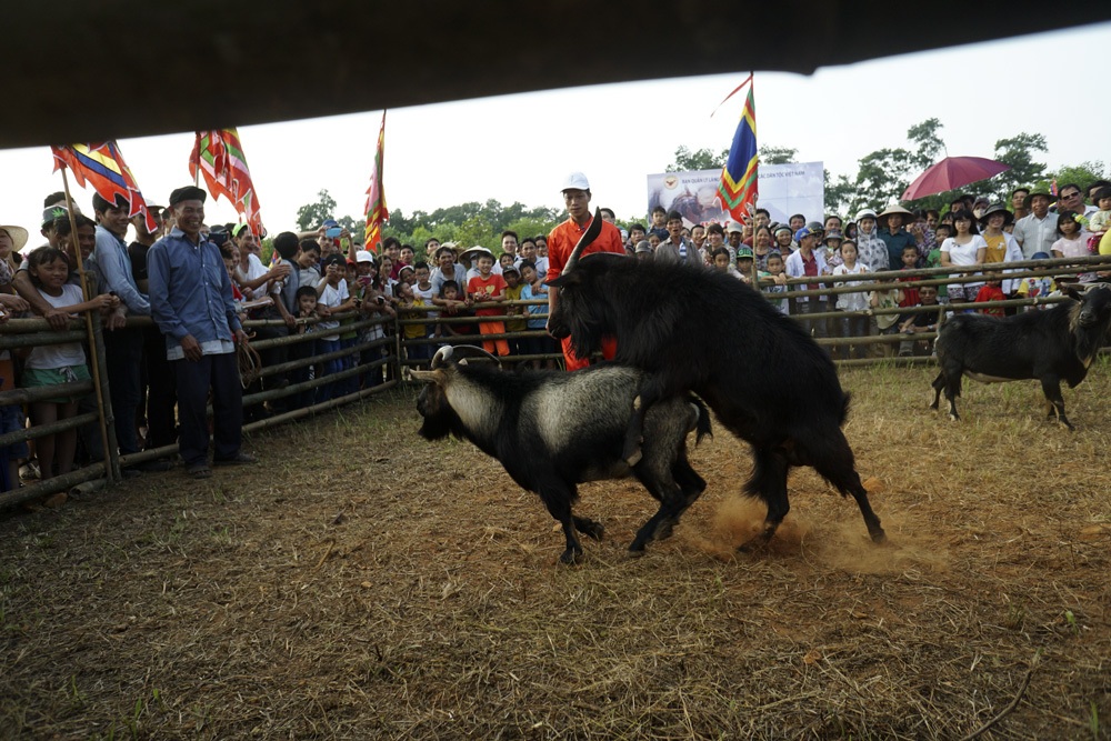 Các trận đấu ở đây mang tính trình diễn là chính, nên có lúc sới chọi có 3 con dê.