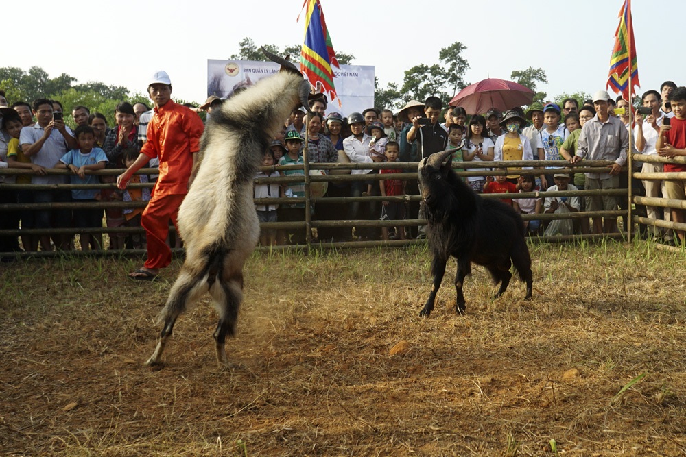 Pha dướn người chuẩn bị một cú húc đối phương của dê chọi.