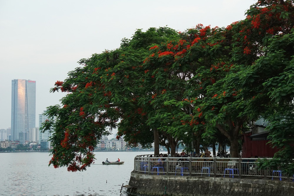 Hà Nội: Phượng vĩ rực rỡ dưới nắng hè - 10 Hàng cây phượng vĩ bên hồ Tây.