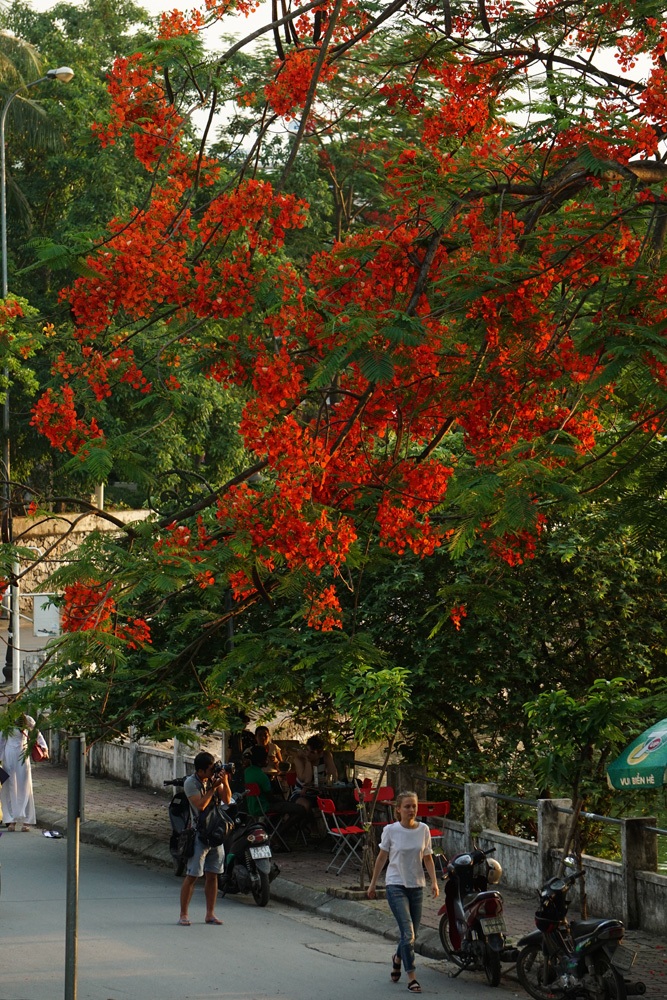 Hà Nội: Phượng vĩ rực rỡ dưới nắng hè - 11 Hàng cây phượng vĩ bên hồ Tây.