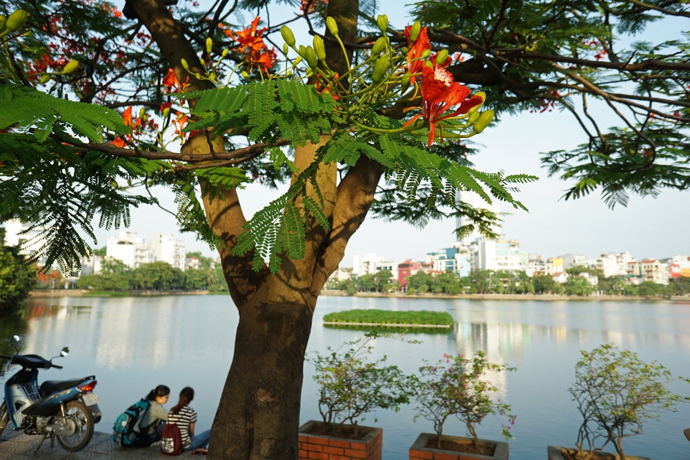 Hà Nội: Phượng vĩ rực rỡ dưới nắng hè - 12 Hàng cây phượng vĩ bên hồ Tây.