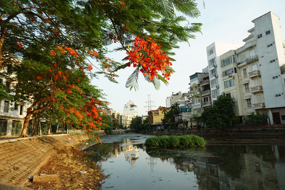 Hà Nội: Phượng vĩ rực rỡ dưới nắng hè - 2 Hàng cây phượng vĩ dọc sông Tô Lịch đang nở rộ rất đẹp.