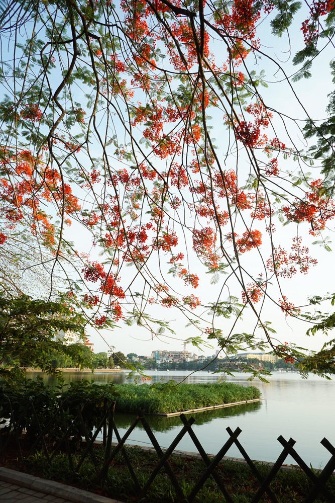 Hà Nội: Phượng vĩ rực rỡ dưới nắng hè - 3 Những chùm hoa phượng la đà ven hồ Trúc Bạch.