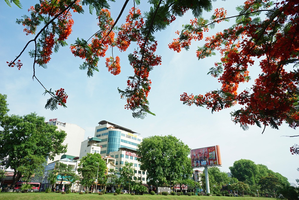 Hà Nội: Phượng vĩ rực rỡ dưới nắng hè - 4 Những không gian lãng mạn cùng với màu đỏ hoa phượng.