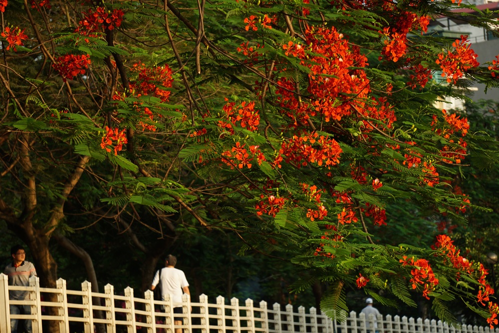 Hà Nội: Phượng vĩ rực rỡ dưới nắng hè - 6 Mùa hoa bắt đầu từ khoảng tháng 4 đến tháng 6 hàng năm.