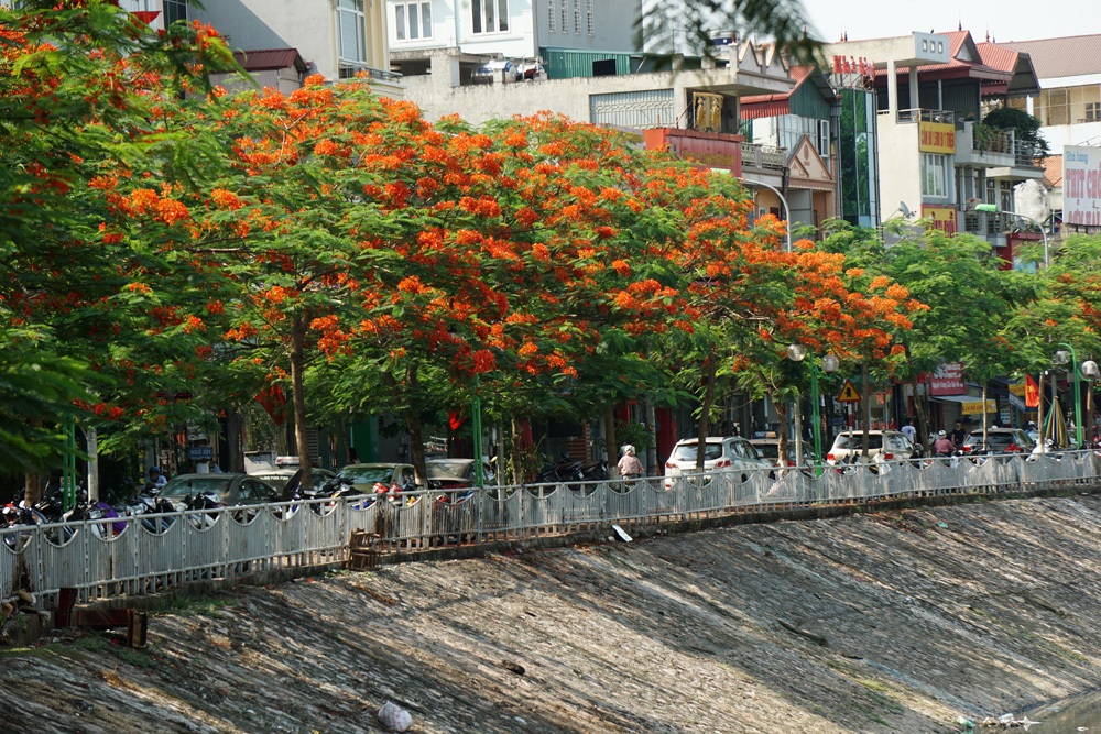 Hà Nội: Phượng vĩ rực rỡ dưới nắng hè - 7 Một cây phượng có tán đều như chiếc ô.