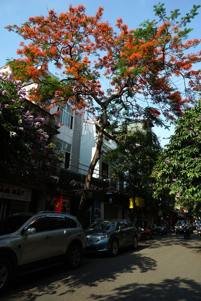 Hà Nội: Phượng vĩ rực rỡ dưới nắng hè - 9 Hàng cây phượng vĩ bên hồ Tây.