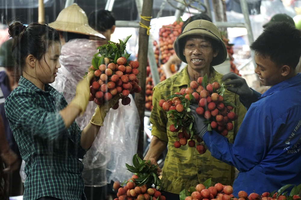 Giao thông thường xuyên ùn tắc khi bà con chở vải về bán cho các điểm thu mua tại Phố Kim.