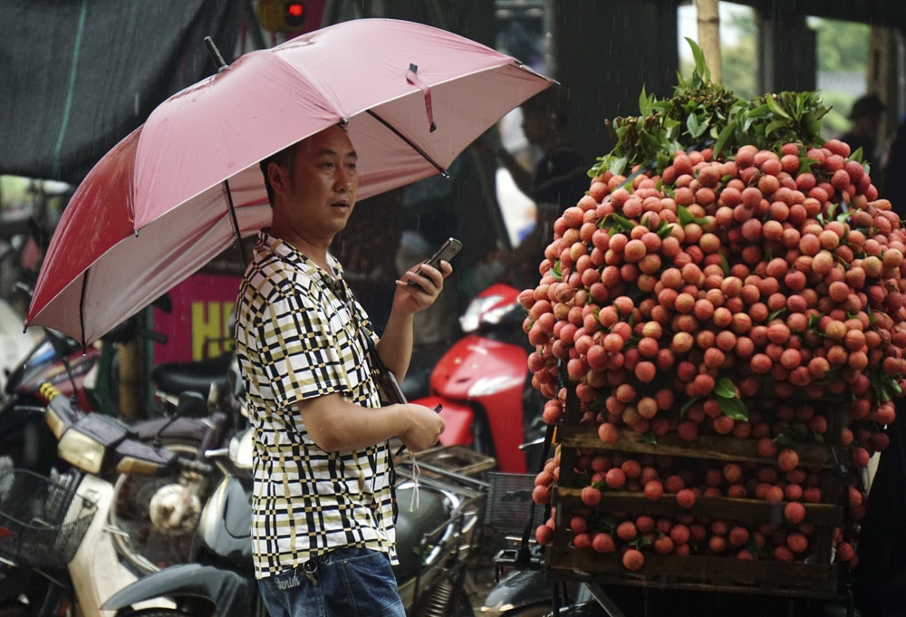 Giao thông thường xuyên ùn tắc khi bà con chở vải về bán cho các điểm thu mua tại Phố Kim.