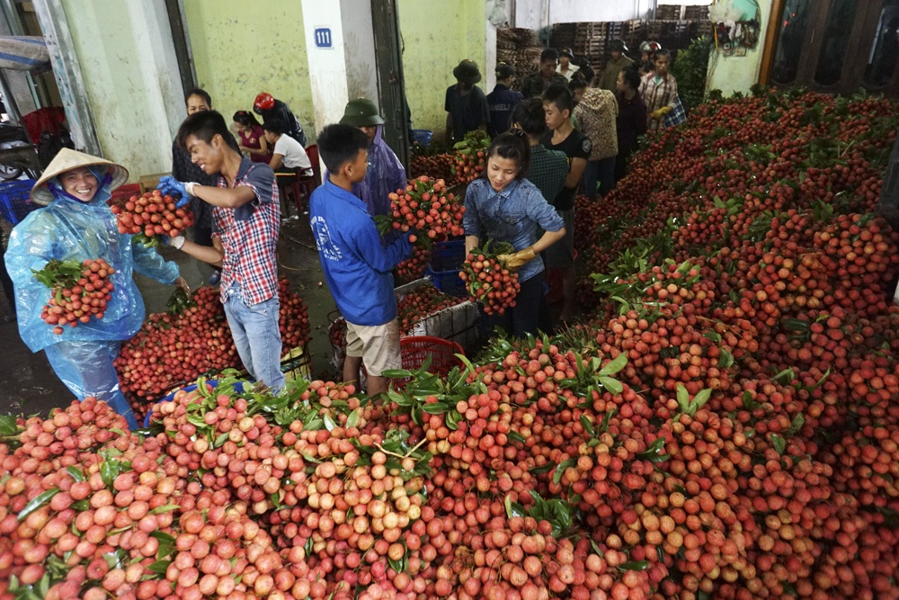 Giao thông thường xuyên ùn tắc khi bà con chở vải về bán cho các điểm thu mua tại Phố Kim.