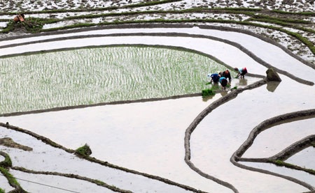 Ruộng bậc thang Ý Tý mùa cấy - 2 Ruộng bậc thang Ý Tý mùa cấy - 2