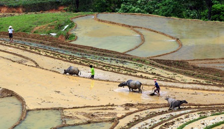 Ruộng bậc thang Ý Tý mùa cấy - 10 Ruộng bậc thang Ý Tý mùa cấy - 10