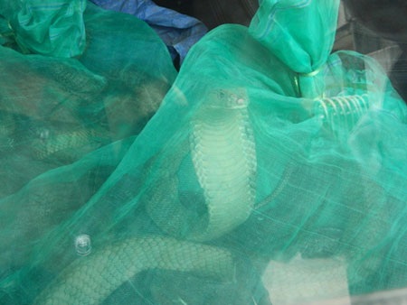 Phát hiện 4 cá thể rắn hổ mang trên tàu lửa - 1 Phát hiện 4 cá thể rắn hổ mang trên tàu lửa - 1