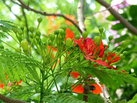 Sắc màu Hà Nội - 8 Sắc màu Hà Nội - 8