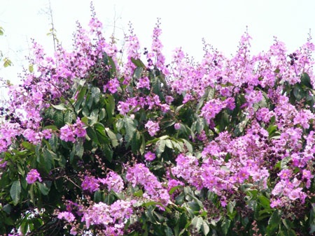 Sắc màu Hà Nội - 9 Sắc màu Hà Nội - 9