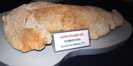 Chiêm ngưỡng tài nguyên biển đảo Hoàng Sa - Trường Sa - 9 Chiêm ngưỡng tài nguyên biển đảo Hoàng Sa - Trường Sa - 9