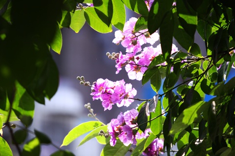 Sắc màu Hà Nội - 6 Sắc màu Hà Nội - 6