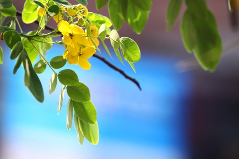 Sắc màu Hà Nội - 7 Sắc màu Hà Nội - 7