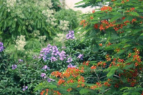 Sắc màu Hà Nội - 2 Sắc màu Hà Nội - 2