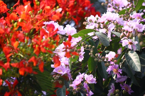 Sắc màu Hà Nội - 3 Sắc màu Hà Nội - 3