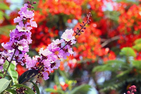 Sắc màu Hà Nội - 4 Sắc màu Hà Nội - 4