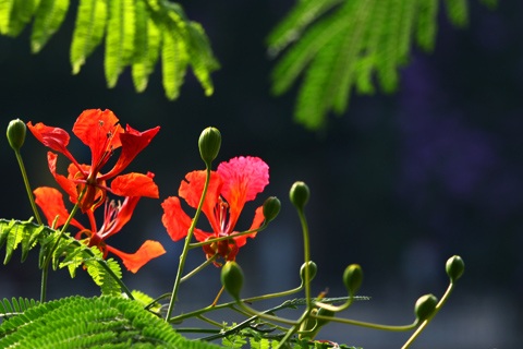 Sắc màu Hà Nội - 5 Sắc màu Hà Nội - 5