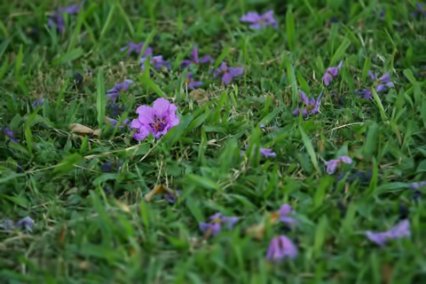 Sắc màu Hà Nội - 11 Sắc màu Hà Nội - 11