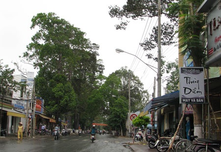 “Trảm” hơn 1.000 cây hoa sữa vì mùi hương quá nồng nặc - 1 Nhiều người dân cho rằng mùi của hoa sữa hôi, gây hại cho sức khỏe. (Ảnh: Huỳnh Hải)