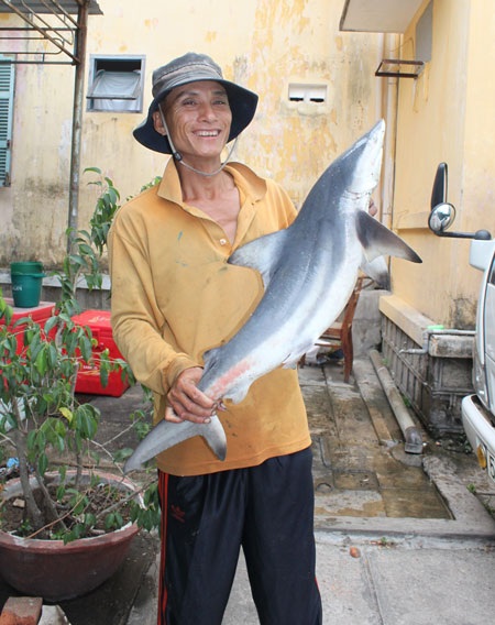 Lại câu được cá mập “nhí” trên biển Quy Nhơn - 1 Lại câu được cá mập “nhí” trên biển Quy Nhơn - 1
