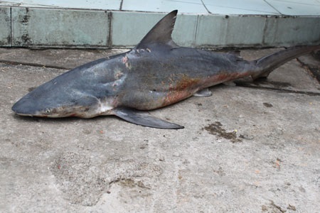 Lại câu được cá mập “nhí” trên biển Quy Nhơn - 2 Lại câu được cá mập “nhí” trên biển Quy Nhơn - 2