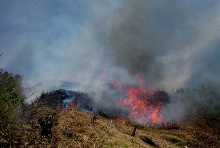 Phú Yên: Liên tục xảy ra cháy rừng  - 1 Phú Yên: Liên tục xảy ra cháy rừng  - 1