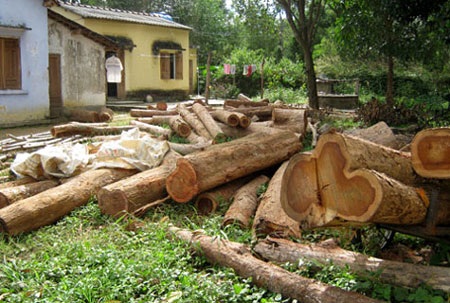 Rừng trắc duy nhất ở Tây Nguyên có nguy cơ bị xoá sổ - 2 Rừng trắc duy nhất ở Tây Nguyên có nguy cơ bị xoá sổ - 2