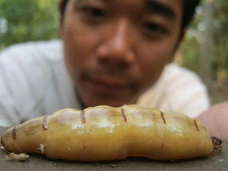 Đổ xô lùng “sung dược” - 2 Đổ xô lùng “sung dược” - 2