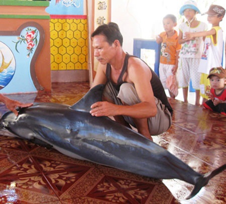 Cá voi nặng gần 100kg dạt vào bờ - 1