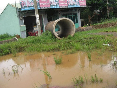 “Ao cá còn đây sao anh đành bỏ em!” - 2