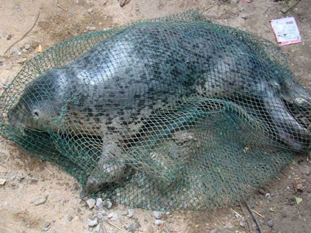 Đề nghị tặng bằng khen cho người bảo vệ an toàn sư tử biển - 1 Đề nghị tặng bằng khen cho người bảo vệ an toàn sư tử biển - 1