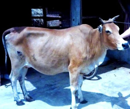 Bò mẹ sinh bê con 2 đầu - 2 Bò mẹ sinh bê con 2 đầu - 2